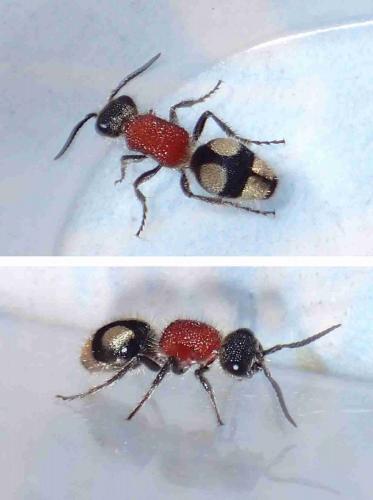 Eotrogaspidia auroguttata